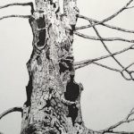 Ancient Maple, pencil drawing, Rebecca Lang